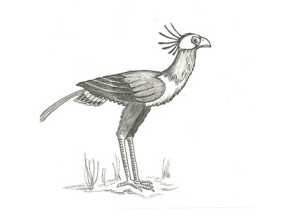 Sketch Secretary Bird