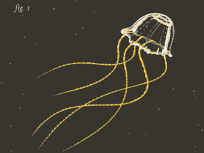 Box Jellyfish Irukandji animal drawing illustration jellyfish science yellow