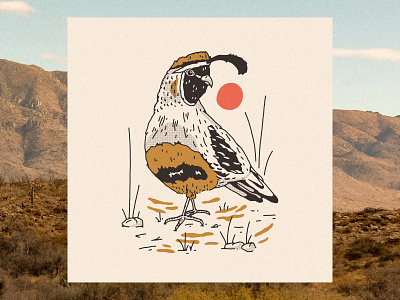 Desert Quail animal illustration art print bird desert desert illustration letterpress quail western