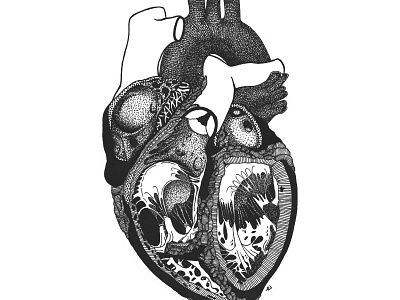 The Heart black white handdrawn illustration ink medical illustration