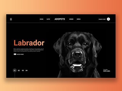 Labrador! branding design facebook ads freelancer res res vector