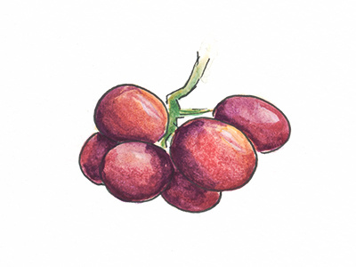 100DayProject Grapes food fruit grapes illustration paint watercolor