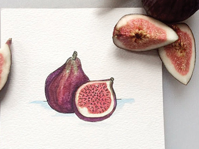 100DayProject Fig figs food fruit illustration paint watercolor