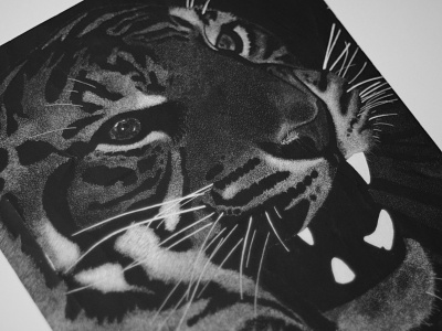 Tiger Scratchboard black and white ink scratchboard stippling tiger x-acto