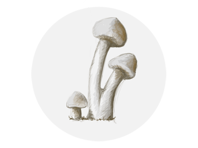 Mushroom design illustration website