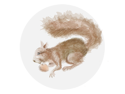 Squirrel digital art tablet xp-pen photoshop art website web illustration design