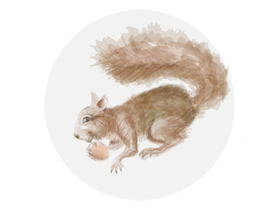 Squirrel design digital art illustration photoshop art tablet web website xp pen
