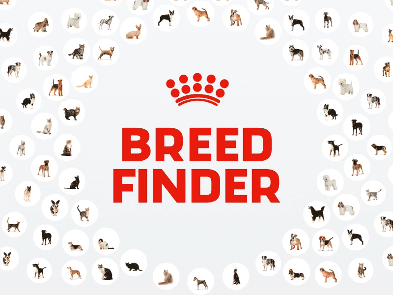Royal Canin Breed Finder breed kitten puppy royal canin ui ux web