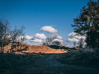 The dog forrest blue clouds forrest sky tree