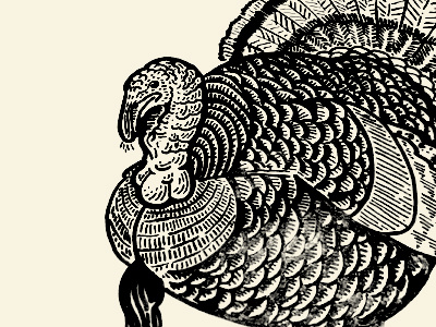 Turkey bird etching hand drawn pen sharpie sketch thanksgiving turkey