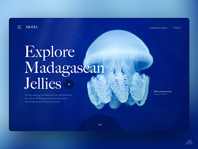 Jellyfish UX/UI