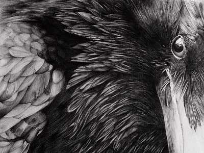 Raven - realistic pencil drawing bird illustration black white black and white crow drop shadows illustration pencil pencil drawing raven realism realist realistic drawing traditional art traditional illustration