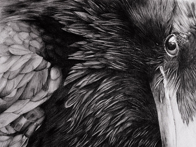 Raven - realistic pencil drawing