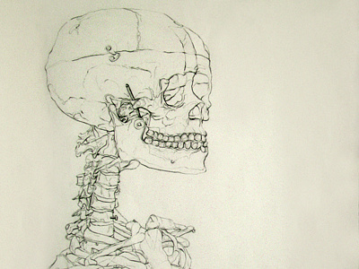 Blind Contour Skeleton Drawing arches blind contour charcoal drawing line paper ribcage ribs skeleton skull spine