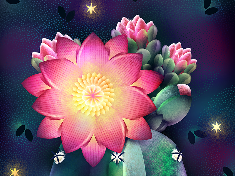 Midnight digital natural garden star night flower plants botanical illustration cactus succulent