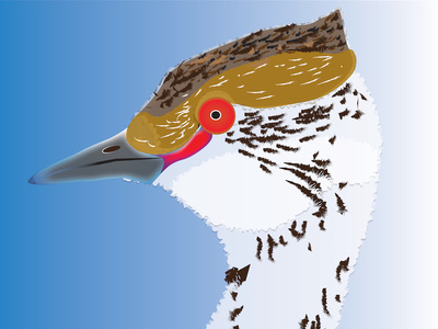 Horned Grebe - vector ready adobe animal bird horned grebe illustrator nature project vector wildlife