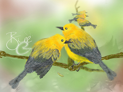 Prothonotary Warblers adobe photoshop birds couples feather fly hand drawing huion tablet illustration painting print prothonotary sketch stand warblers