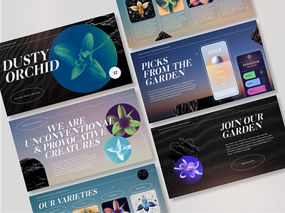 Dusty Orchid Studio Pitch Deck app branding design graphic design ui ux