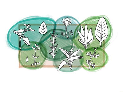 Hardy Herbs digital illustration doodle dribbbleweeklywarmup gardening herbs photoshop simple