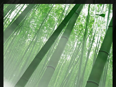 Explore Japan - Kyoto [Webflow] animated bamboo design japan kyoto leaves mountains parallax video webflow