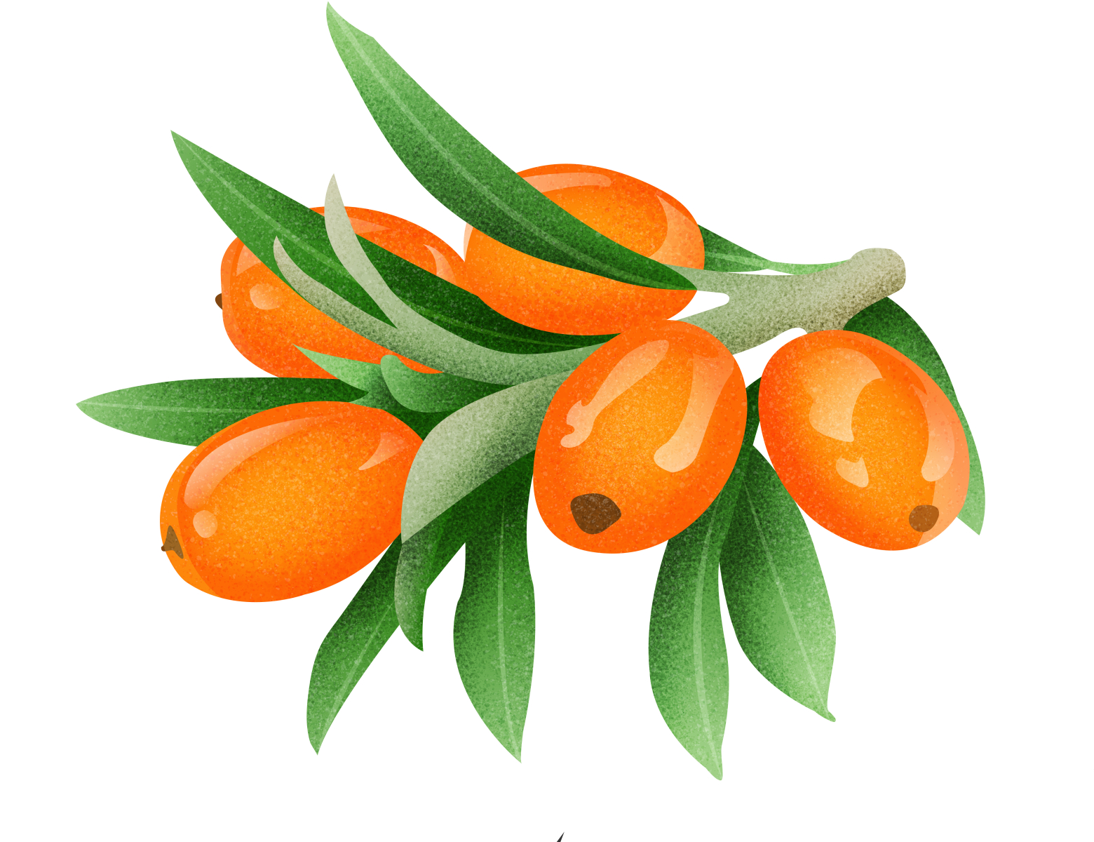 Sea Buckthorn isolated