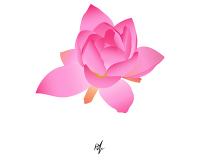 flower lily, graphic work, nice colors, isolated work beautiful beauty bloom blossom floral flower flowers garden green isolated lily lotus nature petal petals pink plant rose spring white