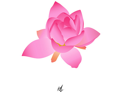 flower lily, graphic work, nice colors, isolated work