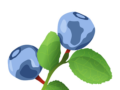 blueberry branch against white background, isolated vector art