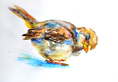 Sparrow portait акварель дизайн животное иллюстрация искусство животных логотип цветной карандаш