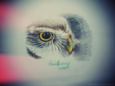 Burung Hantu art color drawing illustration owl pencil sketch