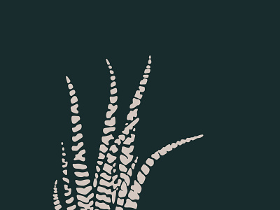 Zebra Plant Succulent Illustration - Modern Sprout