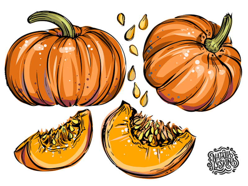 Pumpkin. Vector illustration process animation drawn food hand illustration process progress pumpkin thanksgiving vector