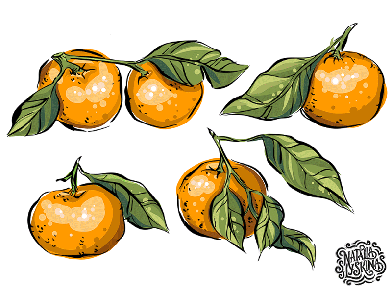 Tangerines. Vector illustration process