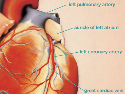 Heart Anatomy anatomy heart illustration medical valentines