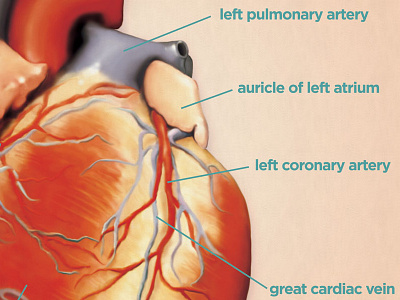 Heart Anatomy