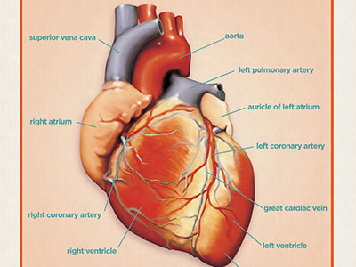 Heart Anatomy