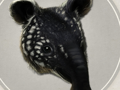 Baby Tapir