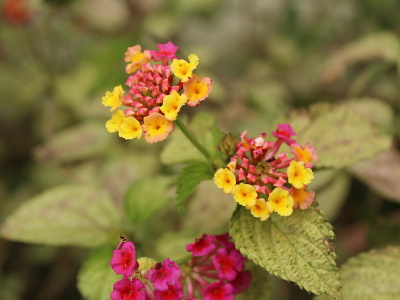 coloradas flores fotografia natural