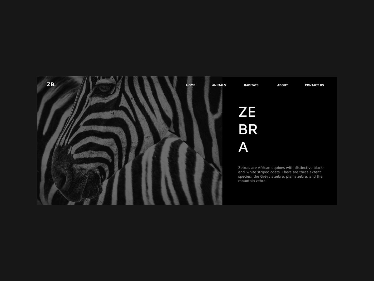 Zebra Design designs, themes, templates and downloadable graphic