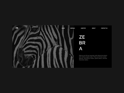 Zebra Awareness