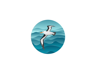 Albatross Bird