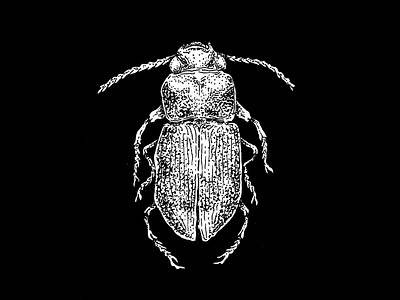 dung beetle illustration