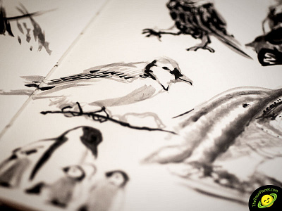 Animal ink illustrations animals birds chinese dolphin illustration ink inking japanese moleskine penguins sketch sumi e