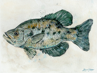 White Crappie art fish illustration lost in reverie painting watercolor white crappie
