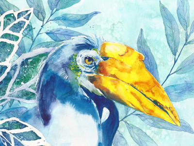 Hornbill art bird hornbill illustration lost in reverie nature painting watercolor