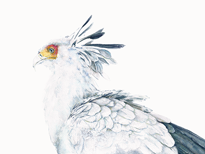 Secretary Bird aviary bird feathers nature ornithology secretary bird watercolor