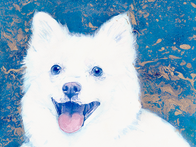 American Eskimo Dog Portrait