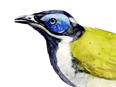 Blue-faced Honeyeater australia birds house of watercolor illustration nature painting realistic watercolor whimsical