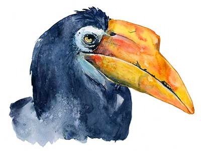 Wrinkled Hornbill art beak bird feathers house of watercolor illustration ornithology painting watercolor
