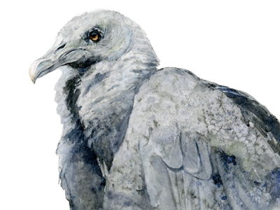 Black Vulture Watercolor